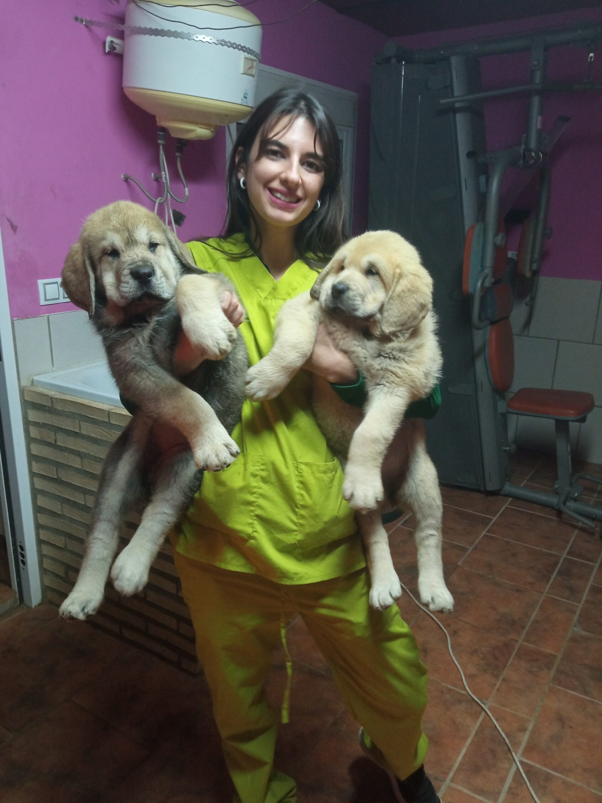 CONSULTAS A DOMICILIO perros - Servequin